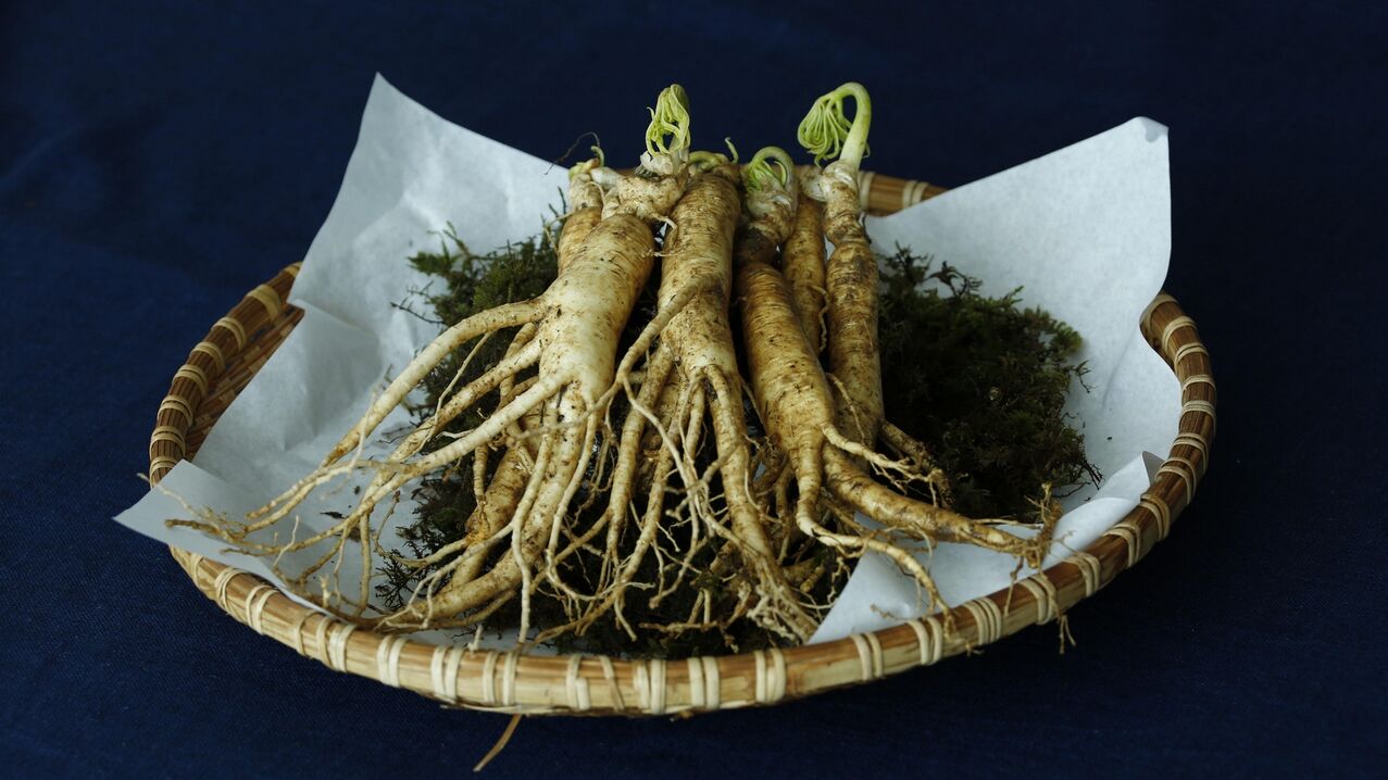 raíz de ginseng para potenciar